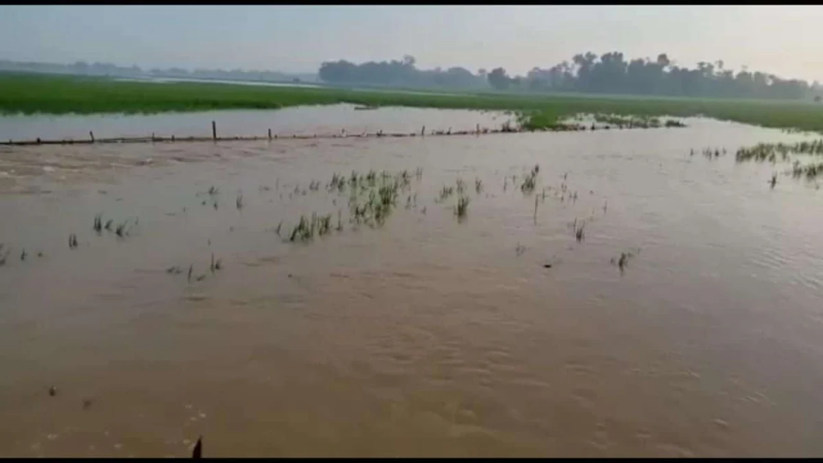 BANJIR: Puluhan hektare sawah di Desa Lojikobong Kecamatan Sumberjaya terendam, akibat luapan sungai Cikamangi dan Cibayawak.