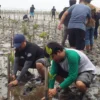 PENGABDIAN LINGKUNGAN. Fahutan Uniku saat menanam ribuan pohon mangrove di Desa Jadimulya, Kecamatan Gunungjati, Kabupaten Cirebon.