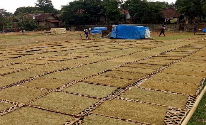 MENURUN. Petani Majalengka menjemur tembakau yang tahun ini butuh waktu yang lama karena curah hujan masih tinggi.