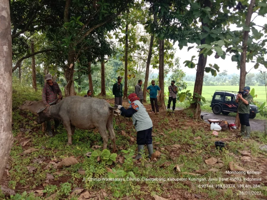 PERIKSA KERBAU. Petugas dari Puskeswan melakukan pengecekan terhadap sejumlah kerbau di Desa Cihirup, Kecamatan Ciawigebang, kemarin (28/1).