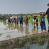 TERIMA KELUHAN. Wakil Ketua HKTI Kab Cirebon, H Asdullah sebut banyak petani mengeluhkan harga sewa lahan yang tinggi.