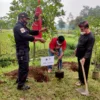 JAGA LINGKUNGAN. Bupati sekaligus Ketua DPC PDI Perjuangan Kabupaten Cirebon, H Imron menanam pohon di area Pondok Pesantren Maharesi Sidiq Desa Wanasaba Kecamatan Talun.