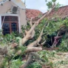 BENCANA. Salah satu lokasi dampak hempasan angin puting beliung di Desa Kongsi Jaya, Kecamatan Widasari, Indramayu.