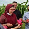 KAGUM. Bupati Indramayu Nina Agustina memetik dan mencicipi buah naga budidaya warga di Desa Tambak, Kecamatan Indramayu. Komoditas buah naga diyakini akan menambah daftar ikon Kabupaten Indramayu.