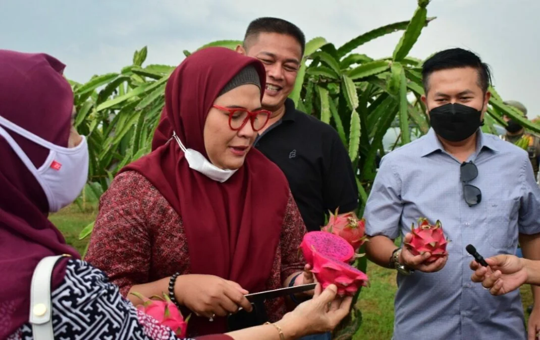 KAGUM. Bupati Indramayu Nina Agustina memetik dan mencicipi buah naga budidaya warga di Desa Tambak, Kecamatan Indramayu. Komoditas buah naga diyakini akan menambah daftar ikon Kabupaten Indramayu.