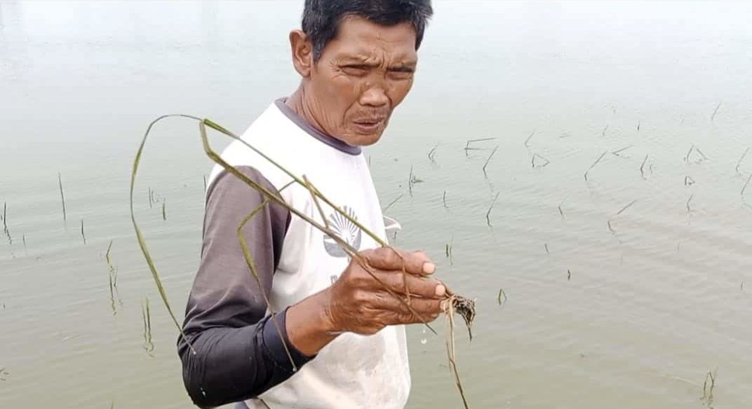 IKUT ASURANSI. Dinas Pertanian nenyarankan petani untuk mengikuti program AUTP.