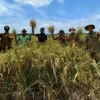 PANEN. Petani di Kecamatan Kedokanbunder panen beras organik. Permintaan beras organik asal Kedokanbunder mengalami peningkatan hingga 200 ton per bulan.