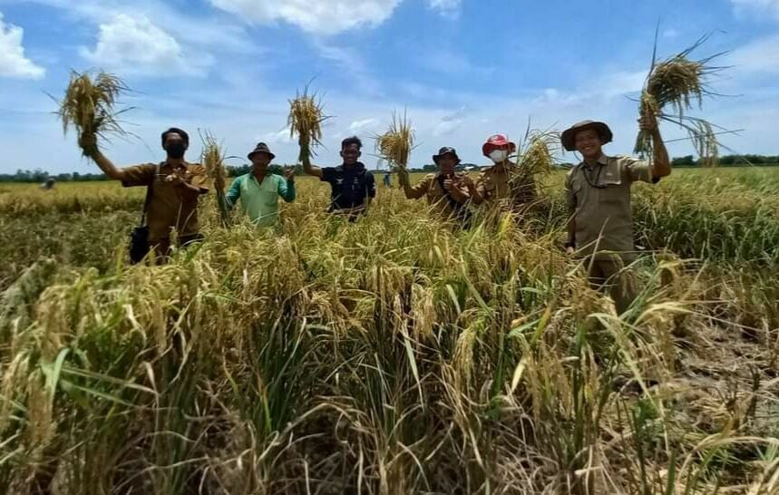 PANEN. Petani di Kecamatan Kedokanbunder panen beras organik. Permintaan beras organik asal Kedokanbunder mengalami peningkatan hingga 200 ton per bulan.