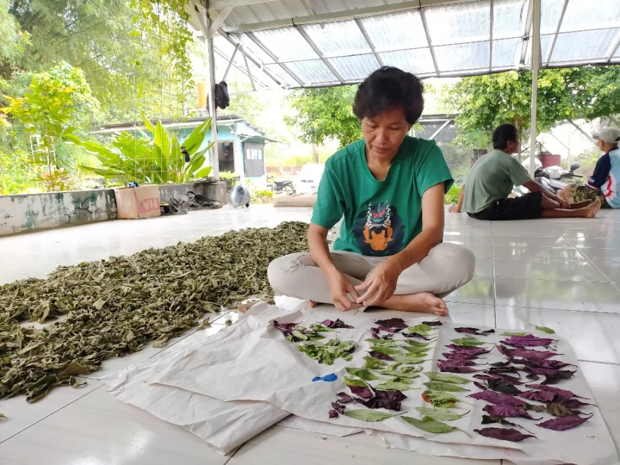 PENGERINGAN. Proses pengeringan tanaman liar di Saung Wangsakerta sebagai bahan dasar obat herbal yang mulai diminati masyarakat perkotaan.