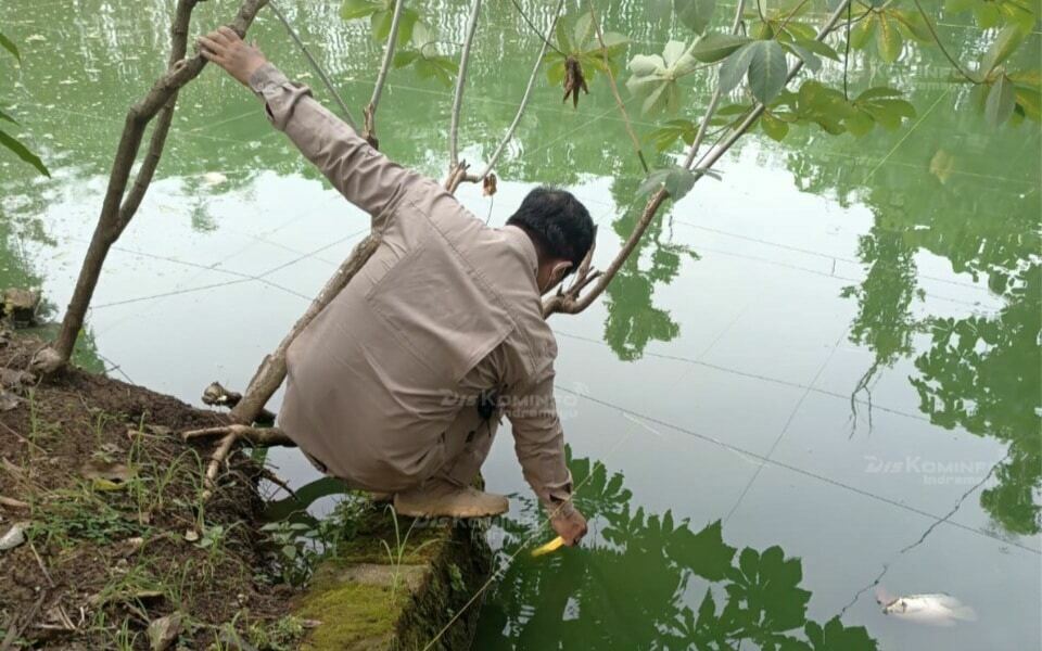 PENDAMPINGAN. Petugas UPTD Perikanan Kecamatan Kertasemaya memeriksa kondisi ikan gurame yang dibudidaya di salah satu kolam warga. Tercatat ada enam kelompok yang masing-masing beranggotakan sepuluh orang.