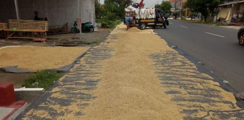 MELIMPAH. Stok gabah di tingkat petani cukup banyak yang mengakibatkan harga jual menjadi turun.