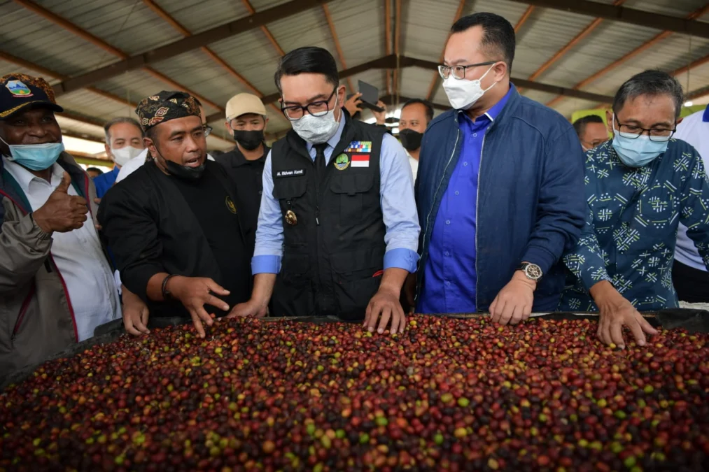 Gubernur Jawa Barat M Ridwan Kamil memberikan sambutan sekaligus melepas ekspor kopi dan penyerahan Kredit Usaha Rakyat (KUR) kepada petani milenial Jabar binaan IPB University dan Astra Internasional di Kecamatan Cikajang, Kabupaten Garut, Selasa (2/3/2022). (Rizal FS/Biro Adpim Jabar).