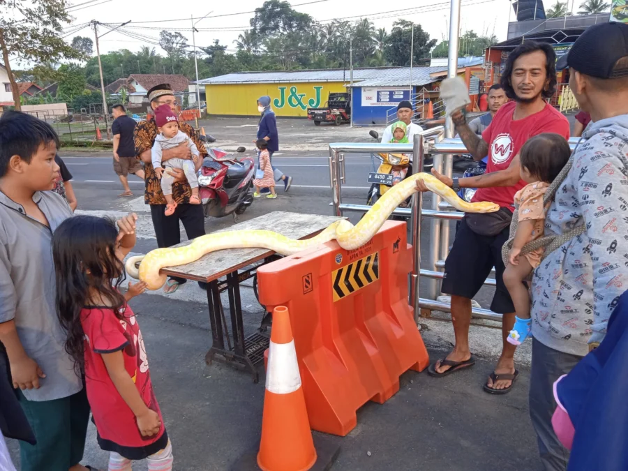 JADI TONTONAN. Sejumlah warga mengisi waktu ngabuburit melihat binatang unik seperti ular piton albino di objek wisata JnJ, Jalan Raya Bojong-Linggarjati, kemarin.