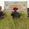 PERDANA. Produksi padi di Kecamatan Anjatan berdasarkan pengubinan hasilnya diklaim melampaui rata-rata produksi padi per hektaree di Kabupaten Indramayu.