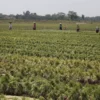 Bawang Merah Argapura Berdaya Saing Tinggi