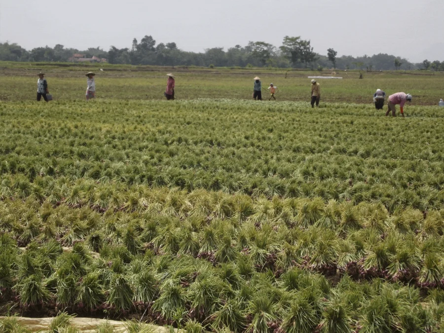 Bawang Merah Argapura Berdaya Saing Tinggi