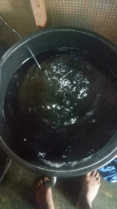 Cara Budidaya Lele Sistem FK di Ember 80Liter Sampai Panen