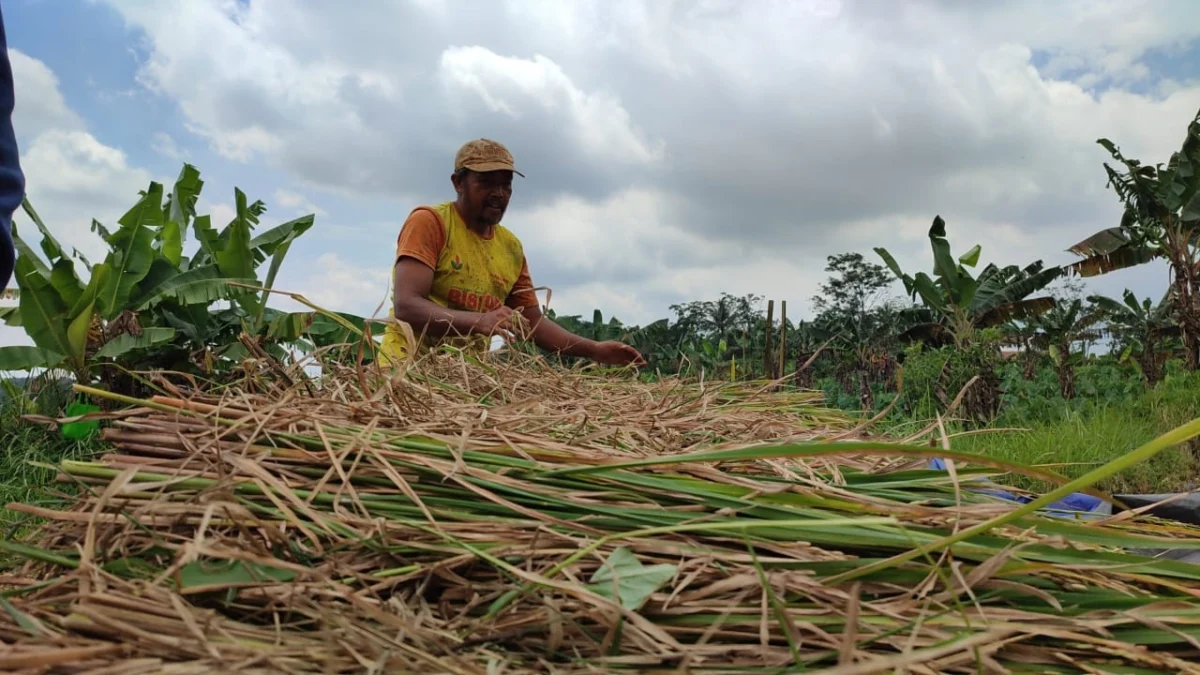 3 Faktor Penyebab Harga Beras Naik yang Perlu Diketahui