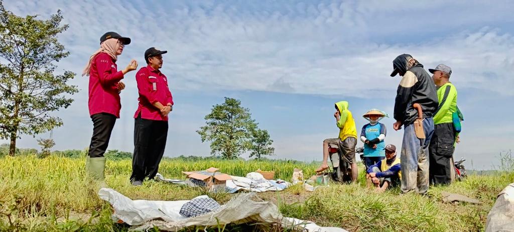 Uji Laboratorium Tanah Sawah