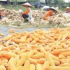 Petani Desa Nunuk Majalengka