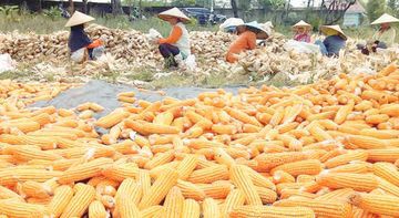 Petani Desa Nunuk Majalengka