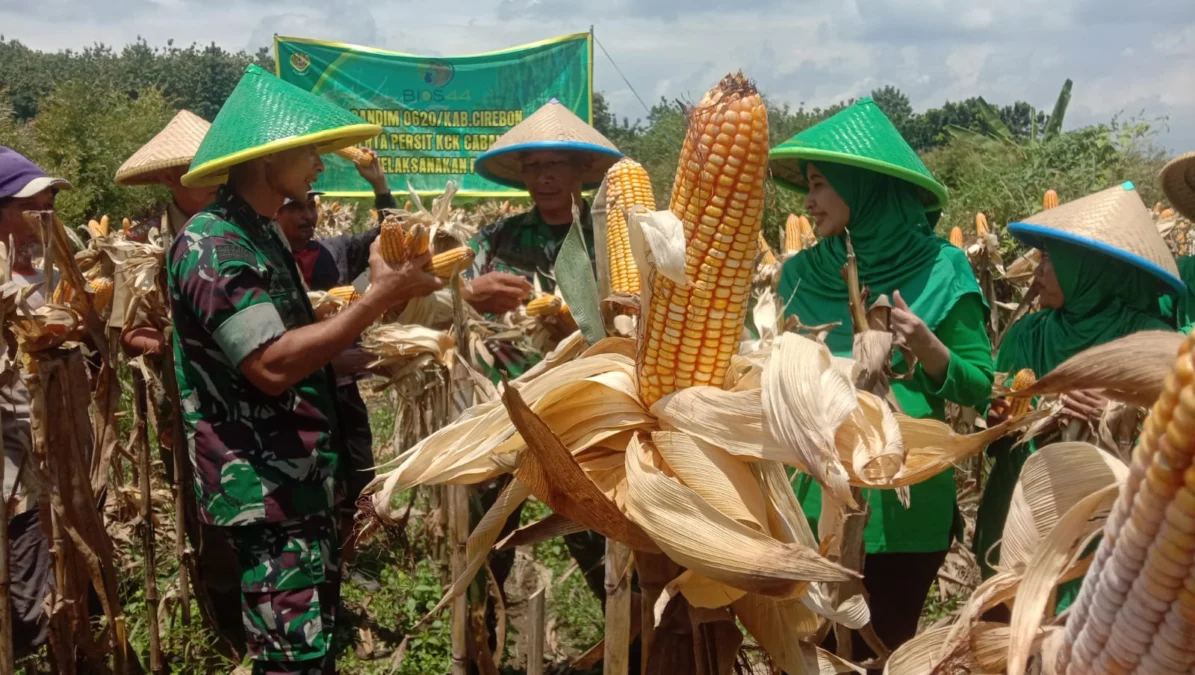 PANEN JAGUNG. Dandim 0620 SGJ Kabupaten Cirebon, Letkol Inf Afriandy Bayu Laksono bersama istri panen jagung bersama para petani di Desa Tonjong, Kecamatan Pasaleman, Kabupaten Cirebon. FOTO: ERMAWAN/RAKYAT CIREBON