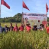 panen raya padi MSP