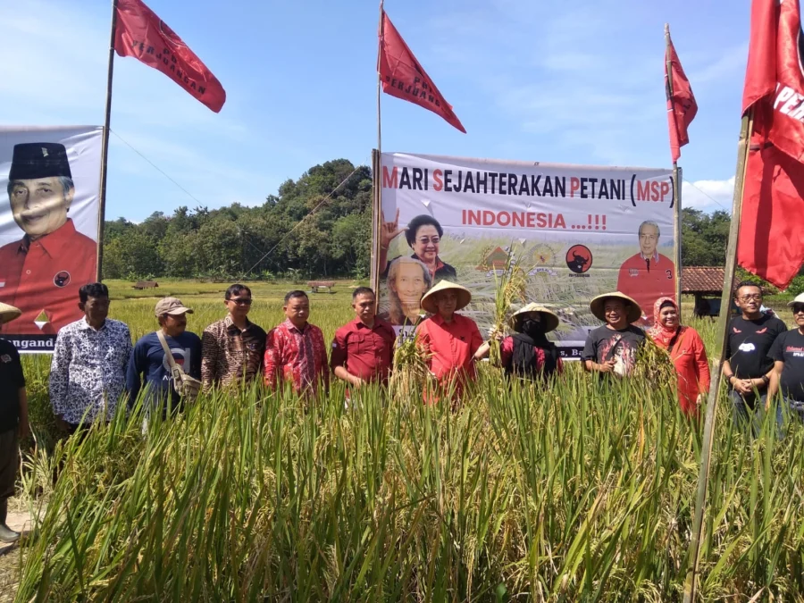 panen raya padi MSP