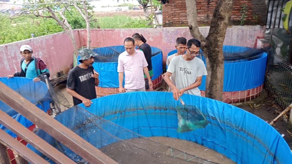 PANEN LELE. Legislator Gerindra, Fitrah Malik saat ikut panen lele di salah satu titik budidaya yang ia kawal melalui pokir, kemarin. FOTO: ASEP SAEPUL MIELAH/RAKYAT CIREBON