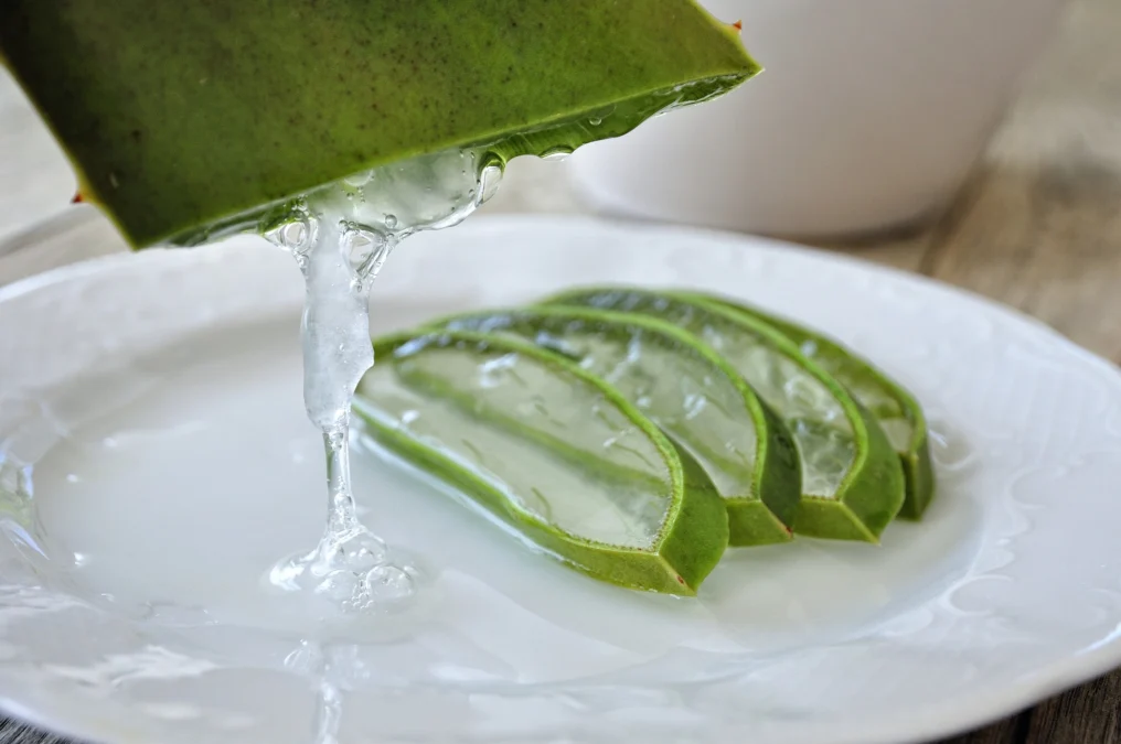 Manfaat Aloe Vera Bagi Kecantikan Kulit