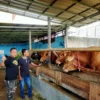 KELOMPOK TANI. Koko Miharjo menerapkan ilmu yang didapat dari program Petani Milenial ke Kelompok Ternak Widaramakmur bersama rekan sesama peternak di desanya. FOTO : SUWANDI/RAKYAT CIREBON