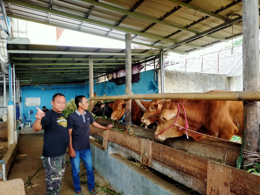 KELOMPOK TANI. Koko Miharjo menerapkan ilmu yang didapat dari program Petani Milenial ke Kelompok Ternak Widaramakmur bersama rekan sesama peternak di desanya. FOTO : SUWANDI/RAKYAT CIREBON