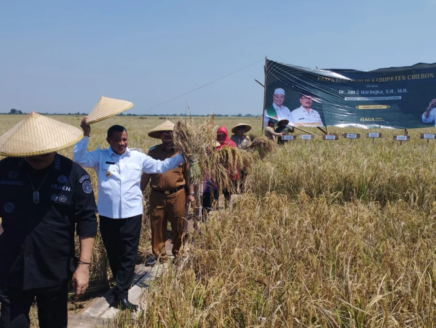 PANEN RAYA. Wakil Gubernur Jawa Barat, Uu Ruzhanul Ulum mengakui petani Jawa Barat berkurang 5 persen tiap tahun. Itu disampaikan saat panen raya di Gegesik, Kabupaten Cirebon, Selasa (16/5/2023). FOTO: ANDRI WIGUNA FOR RAKCER.ID