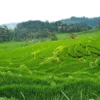 Tempat Wisata Terasering Sawah Nangklak Majalengka