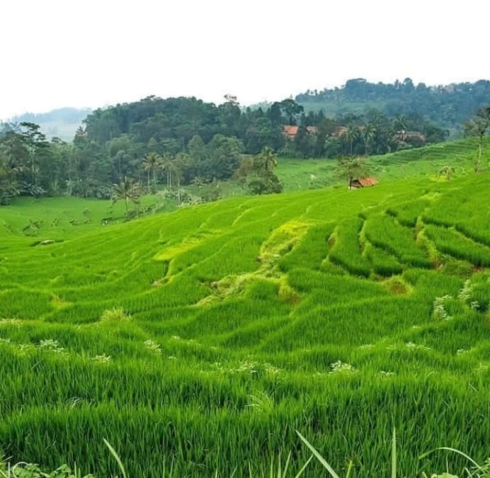 Tempat Wisata Terasering Sawah Nangklak Majalengka