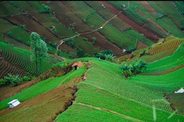 Wisata Terasering Panyaweuyan Argapura Majalengka