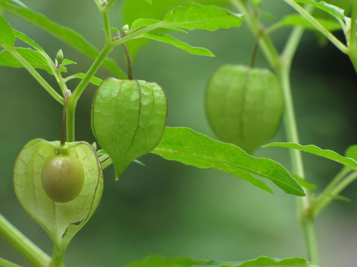 manfaat buah ciplukan