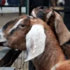 Harga Kambing Kurban terbaru menjelang hari raya idhul adha