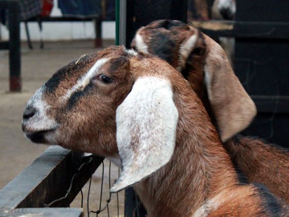 Harga Kambing Kurban terbaru menjelang hari raya idhul adha