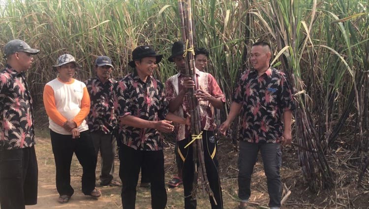 tebang tebu pengantin