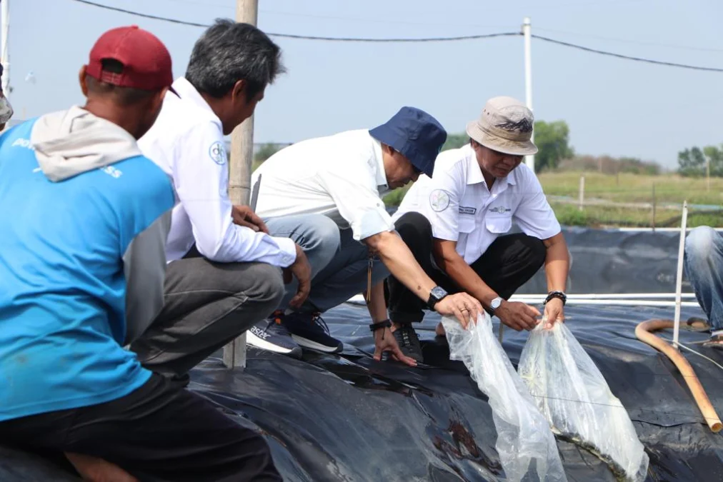 Benur Udang Vannamei