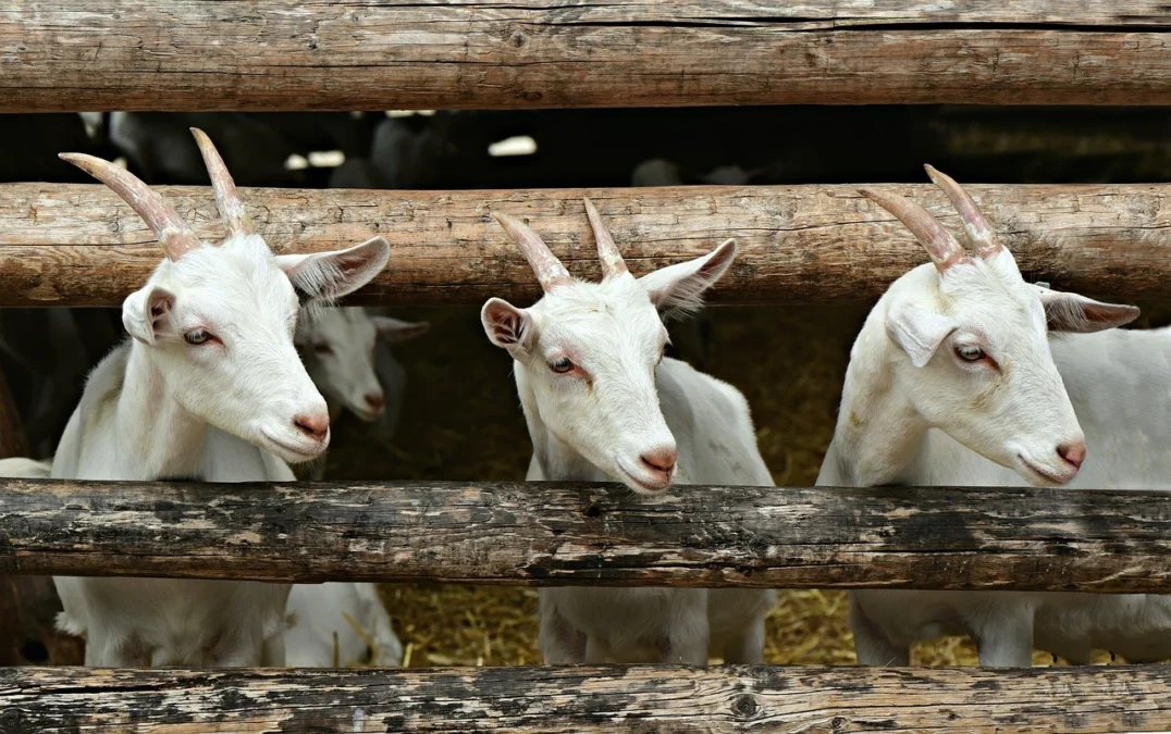 Sejarah Qurban dalam Islam