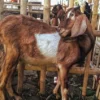 Murah ! Segini Harga Kambing Qurban di Cirebon