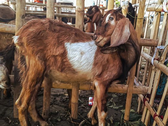 Murah ! Segini Harga Kambing Qurban di Cirebon