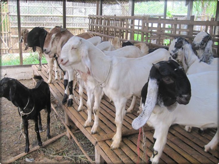 IDUL ADHA Sebentar Lagi : Begini Cara Mengelola Daging Kambing Agar Tidak Berbau