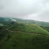 Kebun Teh Cipasung Menjadi Saran Destinasi Wisata.