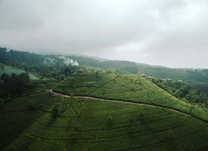 Kebun Teh Cipasung Menjadi Saran Destinasi Wisata.