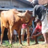 Niat dan Ketentuan Qurban