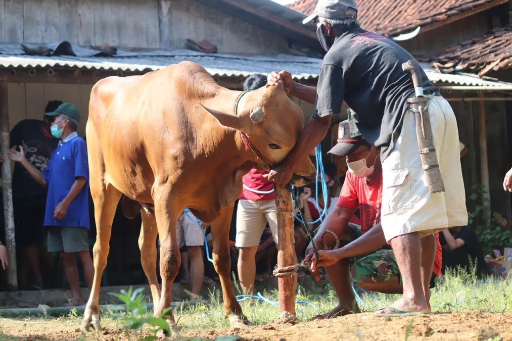 Niat dan Ketentuan Qurban