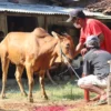 RAKCER.ID – Qurban merupakan sebuah ibadah yang memiliki makna dan keutamaan dalam agama Islam. Maka dari itu dalam artikel kali ini kami akan membahas mengenai hukum qurban dalam islam.